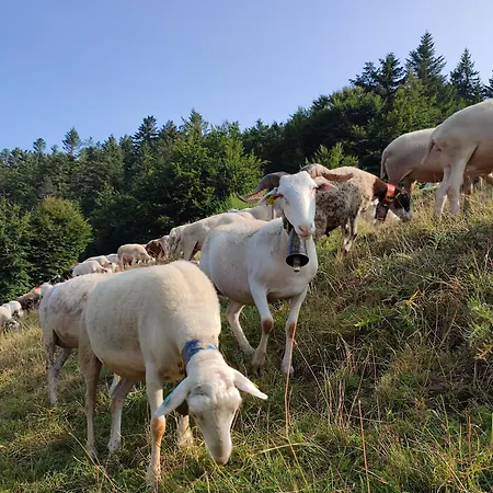 Le Marronnier Apartment