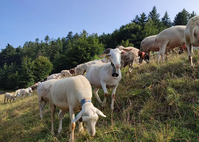 Le Marronnier Appartement